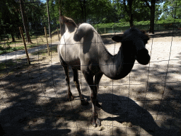 Bactrian Camel at Zoo Veldhoven