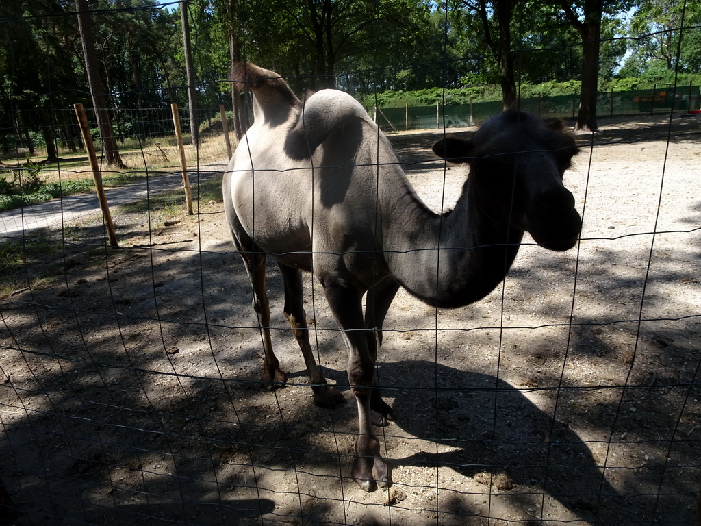 Bactrian Camel at Zoo Veldhoven