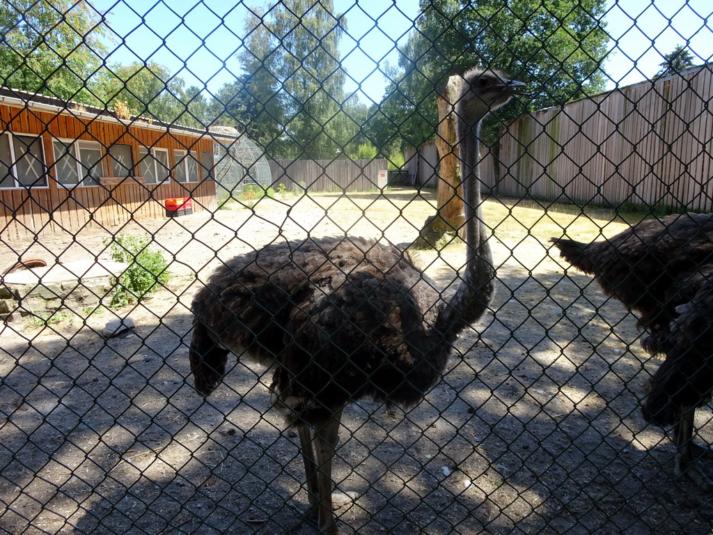 Ostrich at Zoo Veldhoven