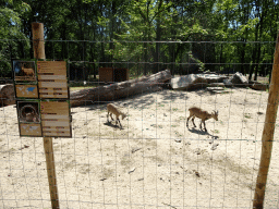 Ibexes at Zoo Veldhoven, with explanation