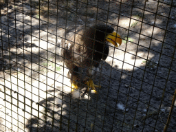 Eagle at Zoo Veldhoven
