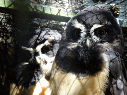 Owls at Zoo Veldhoven