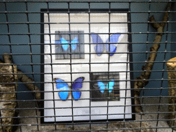 Butterflies at the Upper Floor of the Bamboo Jungle hall at Zoo Veldhoven