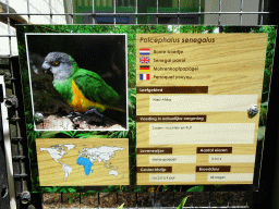 Explanation on the Senegal Parrot at Zoo Veldhoven