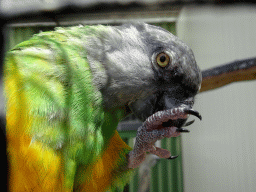 Senegal Parrot at Zoo Veldhoven