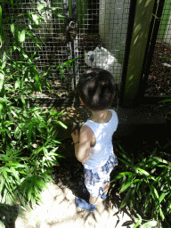 Max feeding a Middle Sulphur-crested Cockatoo at Zoo Veldhoven