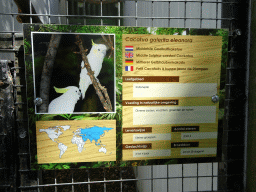 Explanation on the Middle Sulphur-crested Cockatoo at Zoo Veldhoven