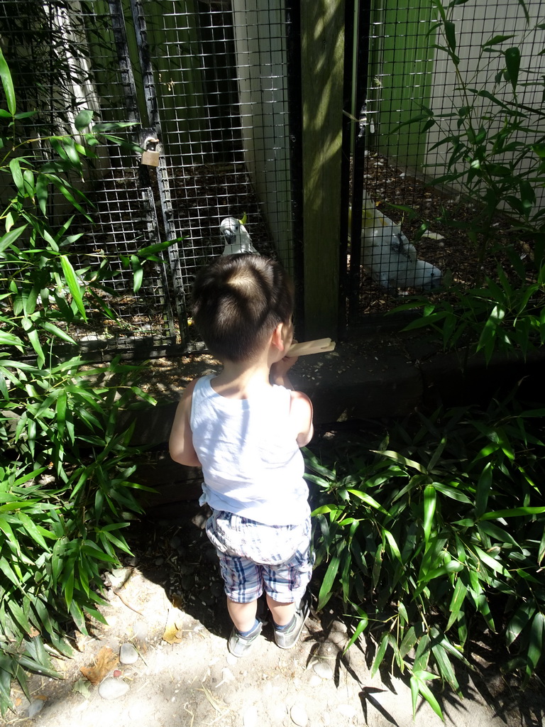 Max feeding Middle Sulphur-crested Cockatoos at Zoo Veldhoven