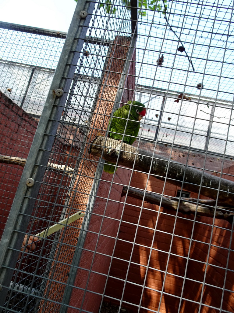 Parrot at Zoo Veldhoven