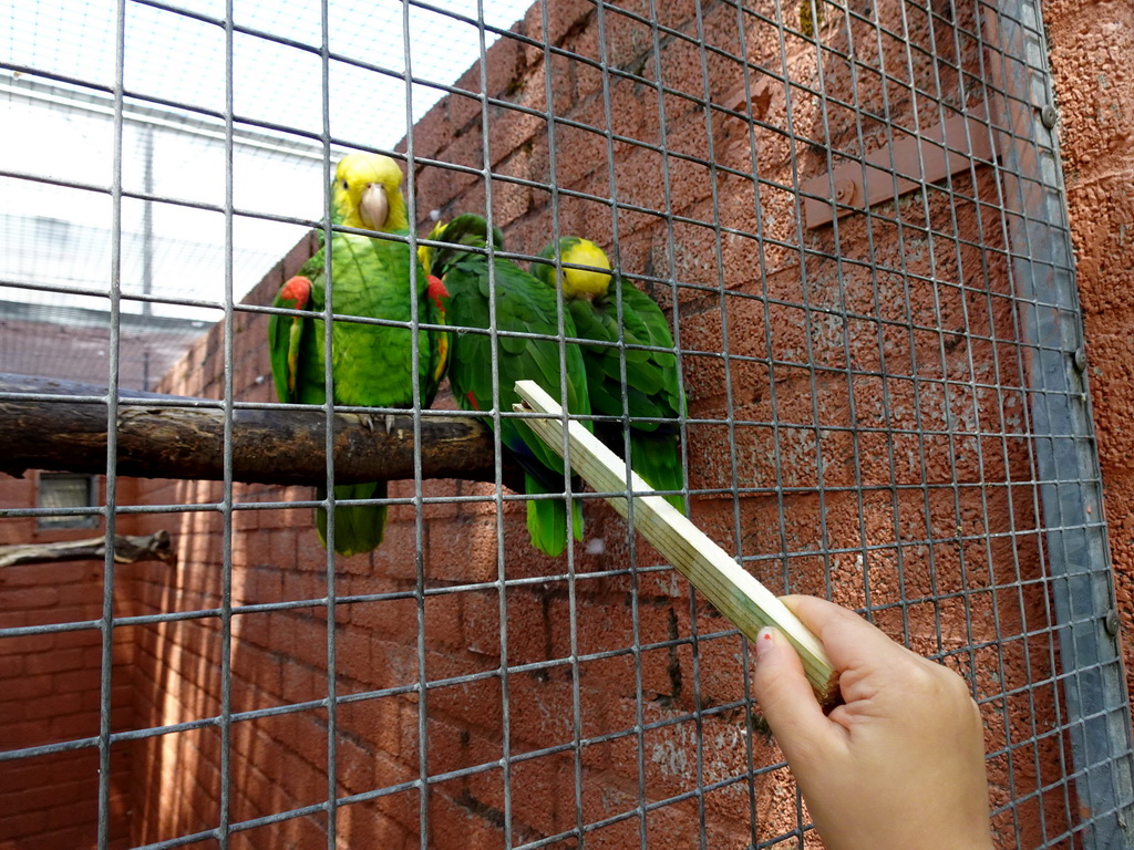 Max feeding Parrots at Zoo Veldhoven
