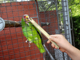 Max feeding a Parrot at Zoo Veldhoven