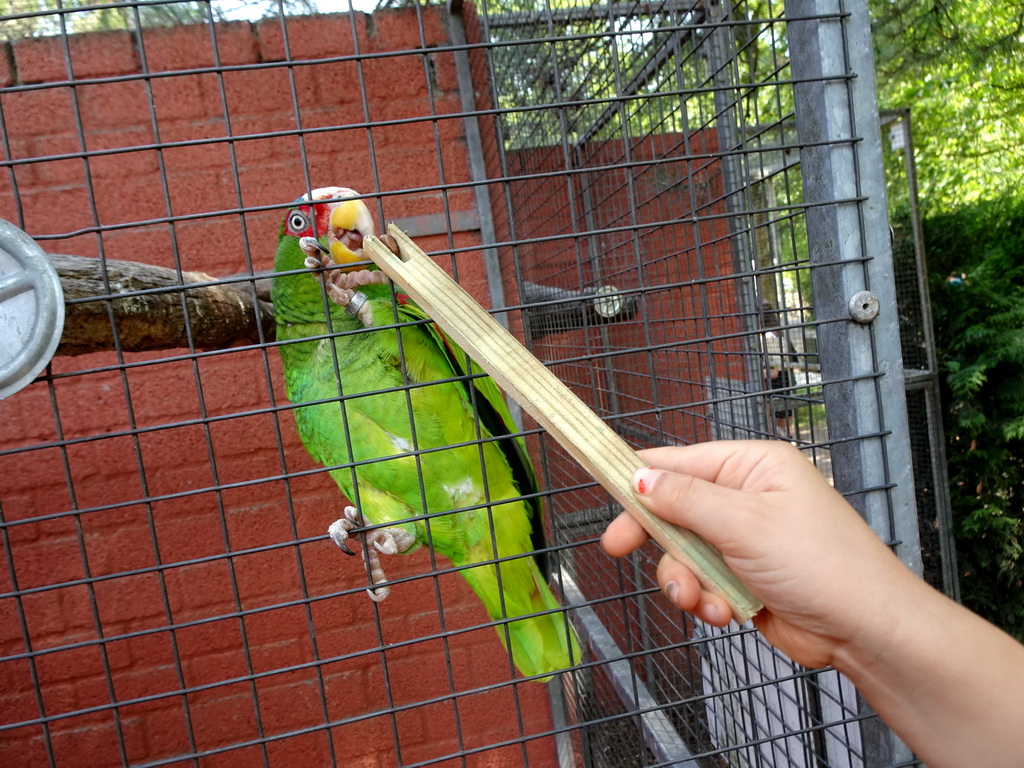 Max feeding a Parrot at Zoo Veldhoven