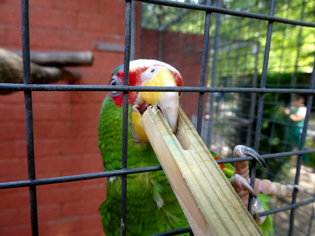 Max feeding a Parrot at Zoo Veldhoven