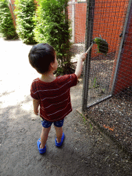 Max feeding an Orange-winged Amazon at Zoo Veldhoven