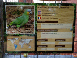 Explanation on the Orange-winged Amazon at Zoo Veldhoven