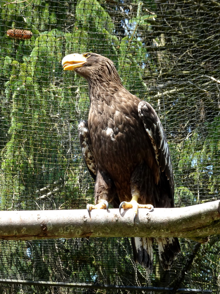 Steller`s Sea Eagle at Zoo Veldhoven