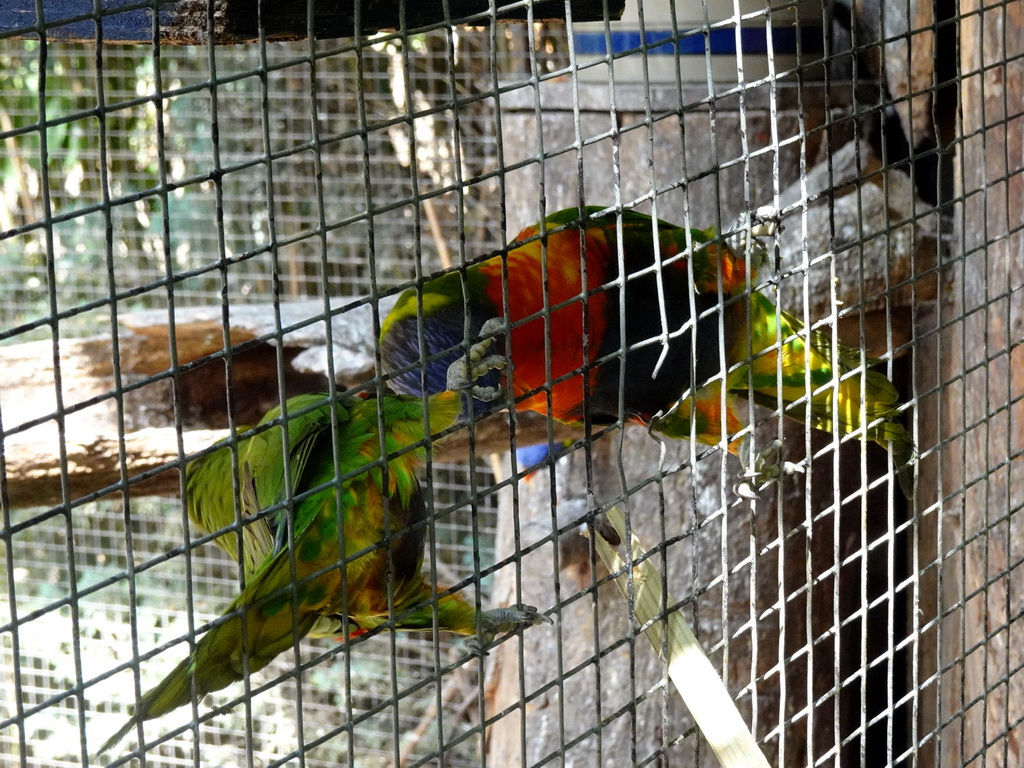 Max feeding Parrots at Zoo Veldhoven