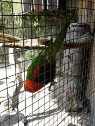 Parrot at Zoo Veldhoven