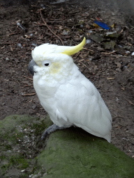 Yellow-crested Cockatoo at Zoo Veldhoven