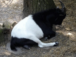 Goat at Zoo Veldhoven