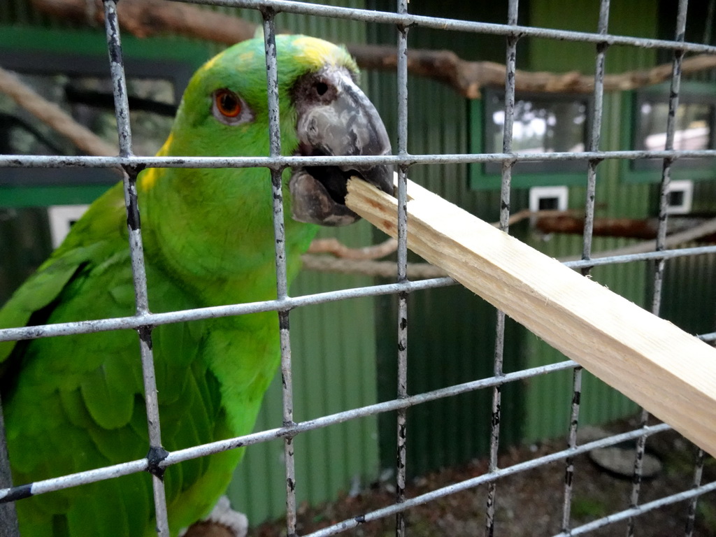 Max feeding a Parrot at Zoo Veldhoven