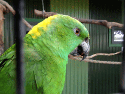 arrot at Zoo Veldhoven