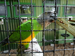 Max feeding a Senegal Parrot at Zoo Veldhoven