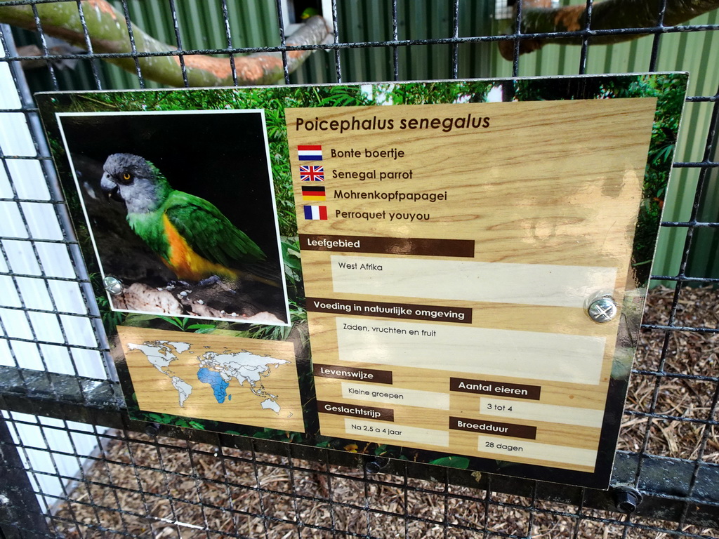 Explanation on the Senegal Parrot at Zoo Veldhoven