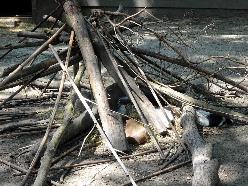 Guinea Pigs at Zoo Veldhoven