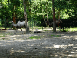 Bactrian Camels at Zoo Veldhoven