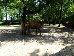 Bactrian Camels at Zoo Veldhoven