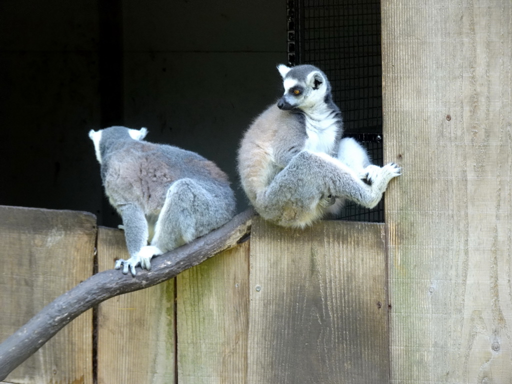 Ring-tailed lemurs at Zoo Veldhoven