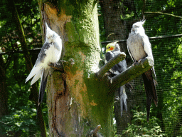 Birds in an Aviary at Zoo Veldhoven