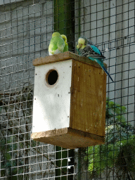 Birds in an Aviary at Zoo Veldhoven