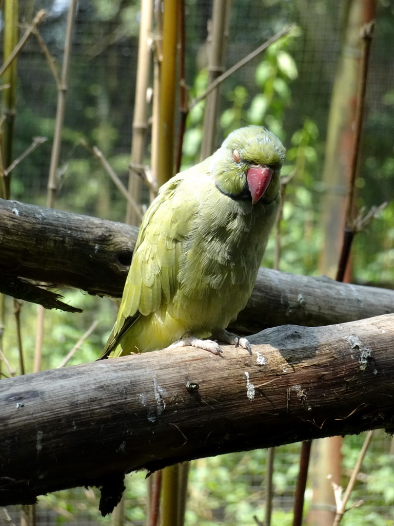 Bird in an Aviary at Zoo Veldhoven