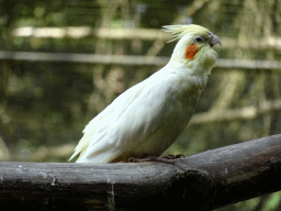 Bird in an Aviary at Zoo Veldhoven