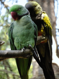 Birds in an Aviary at Zoo Veldhoven