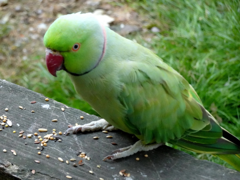 Bird in an Aviary at Zoo Veldhoven