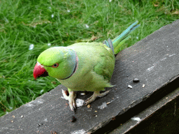 Bird in an Aviary at Zoo Veldhoven