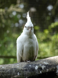 Bird in an Aviary at Zoo Veldhoven