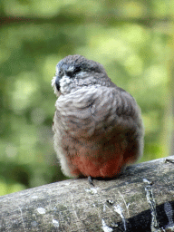 Bird in an Aviary at Zoo Veldhoven