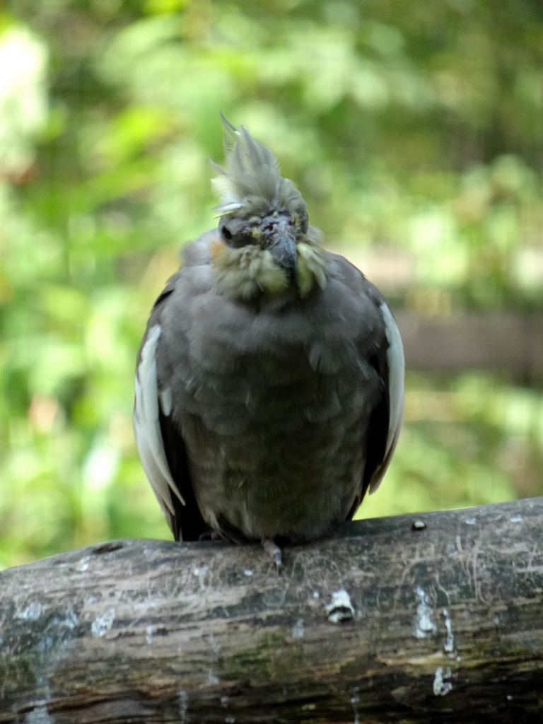 Bird in an Aviary at Zoo Veldhoven