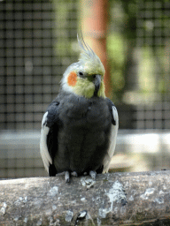 Bird in an Aviary at Zoo Veldhoven