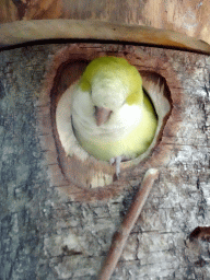 Bird in an Aviary at Zoo Veldhoven