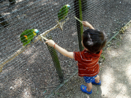 Max feeding Parrots at Zoo Veldhoven