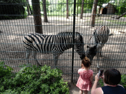 Zebras at Zoo Veldhoven