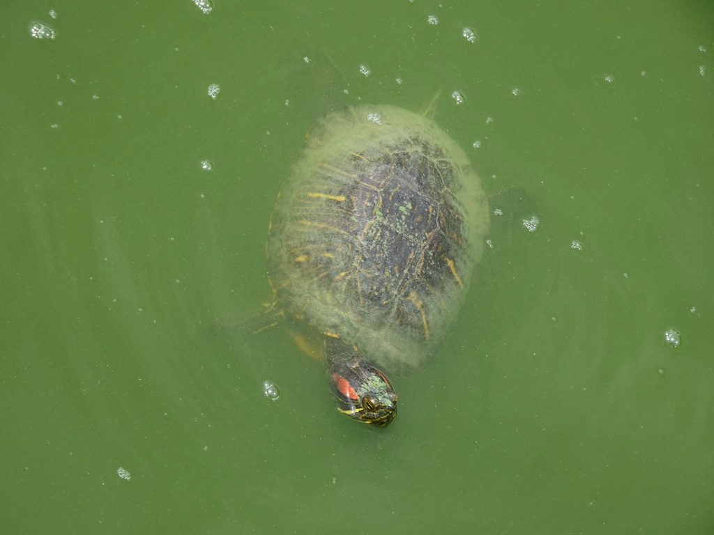 Red-Eared Slider at Zoo Veldhoven