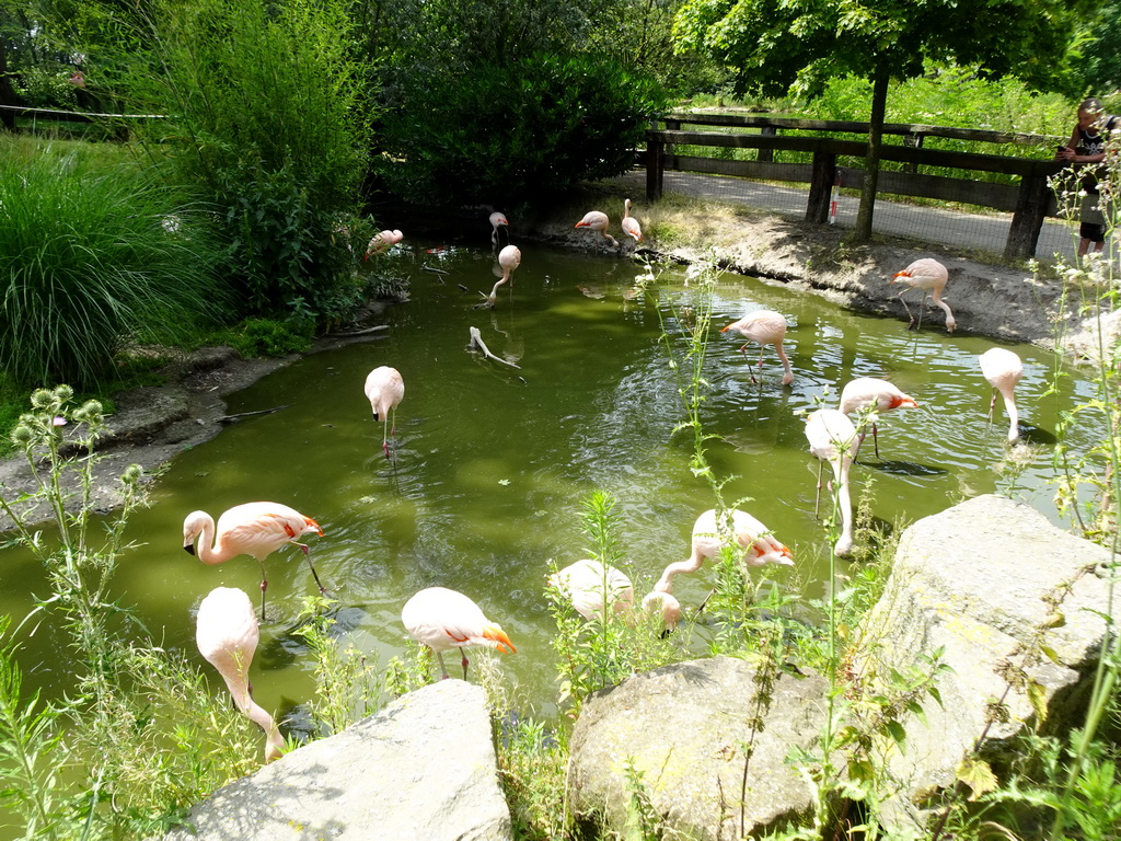 Flamingos at Zoo Veldhoven