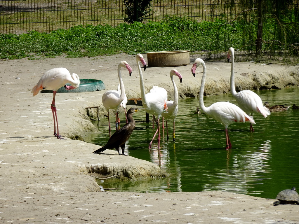 Flamingos and Great Cormorant at Zoo Veldhoven