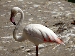 Flamingo at Zoo Veldhoven